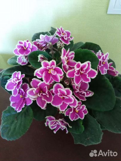 Фиалки разные