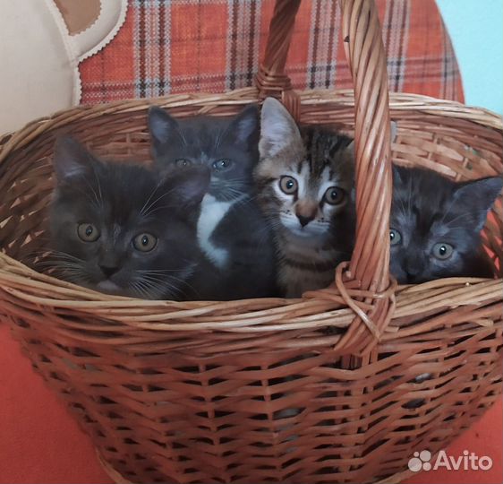 Очаровательные котята