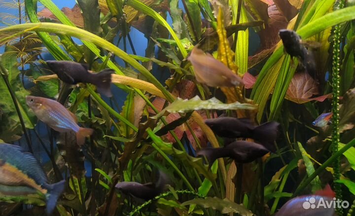 Гуппи Эндлера