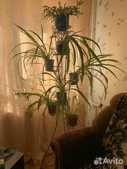 Комнатные цветы