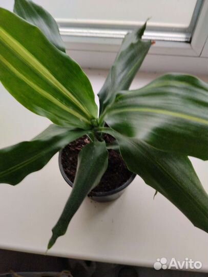 Комнатные растения. См профиль много раст