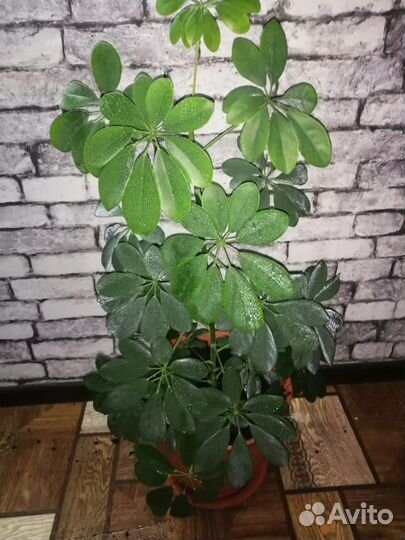 Комнатные цветы шефлера