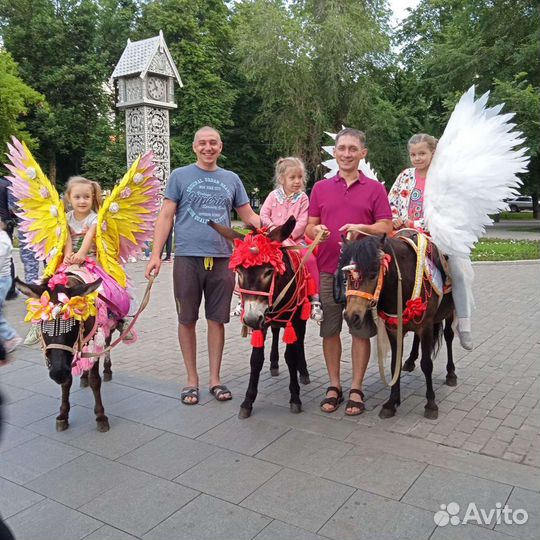 Пони и ослики на праздник