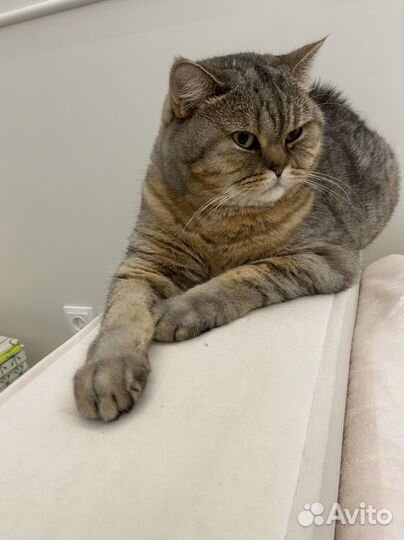 Отдается в добрые руки кот шотландец