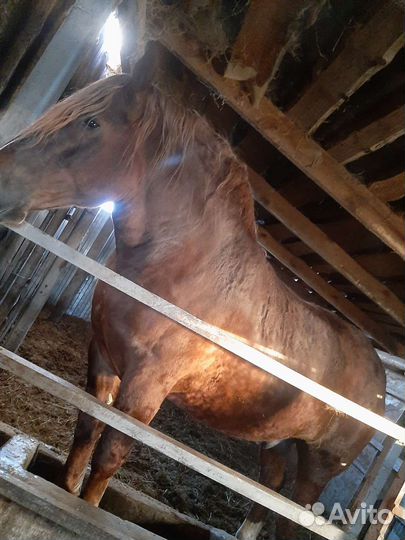 Жеребец тяжеловоз