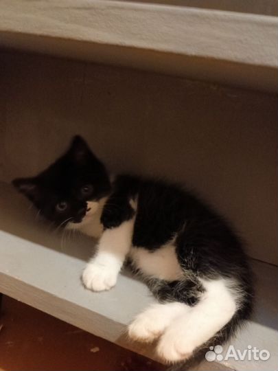 Котенок в добрые руки