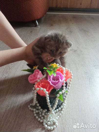 Шотландские вислоухие