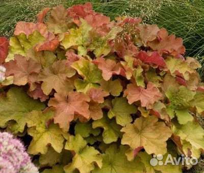 Гейхеры сортовые