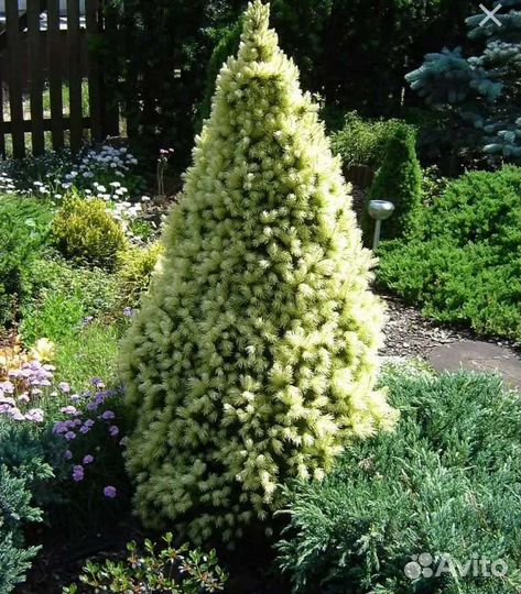 Канадские ели