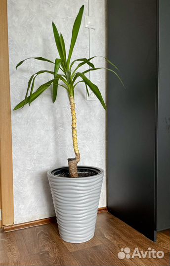 Домашняя пальма Юкка
