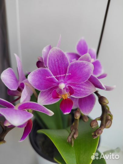 Фаленопсис