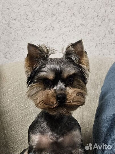Йоркширский терьер вязка мальчик