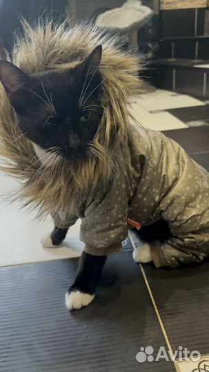 Костюм для щенка