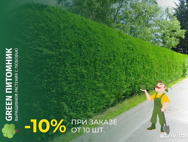 Изгородь живая