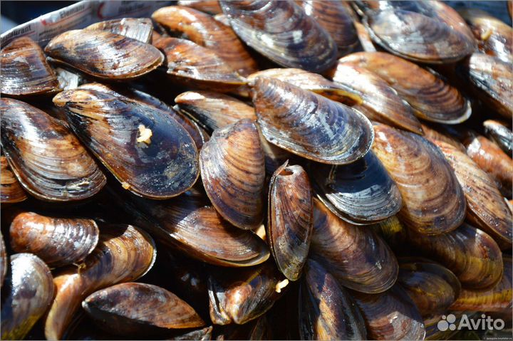 Мидии, устрицы, рапаны