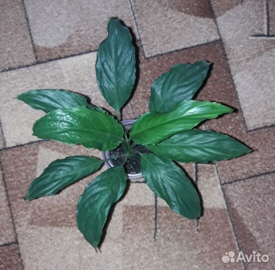 Комнатные Цветы Обмен