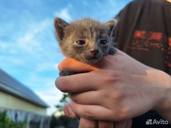 Котенок серый