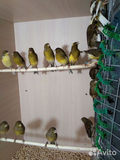 Самки канарейки овсянки