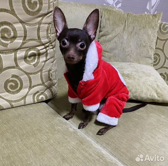 Костюм для собаки