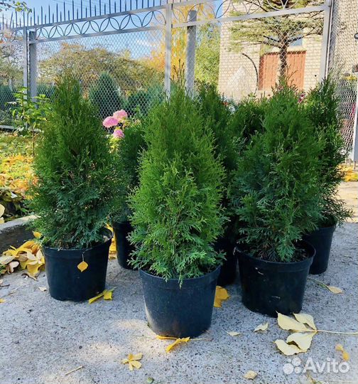 Туя смарагд 70-80 см