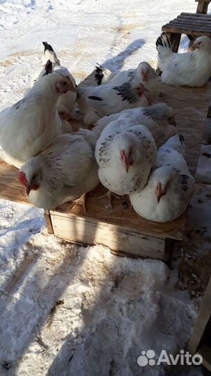 Рыжие Белые Доминант Молодка