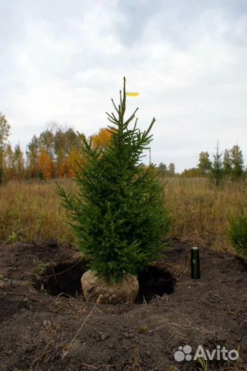 Ель большой выбор саженцев