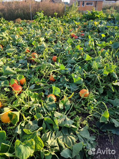 Продукты питания