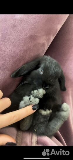 Декоративные кролики вислоухие