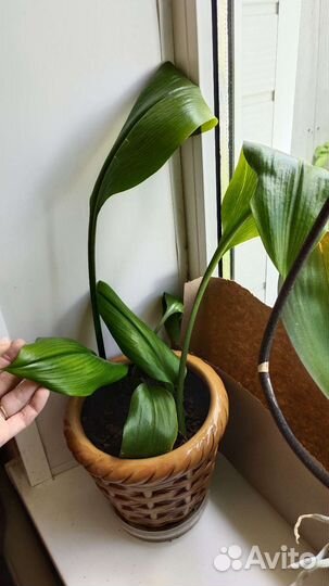 Эухарис амазонская лилия