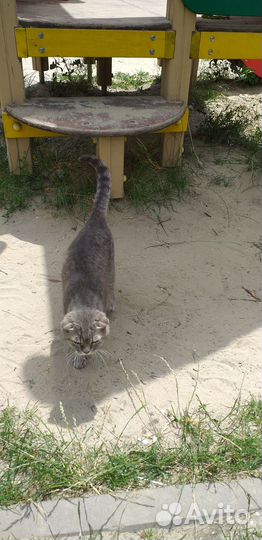 Кошка ищет дом