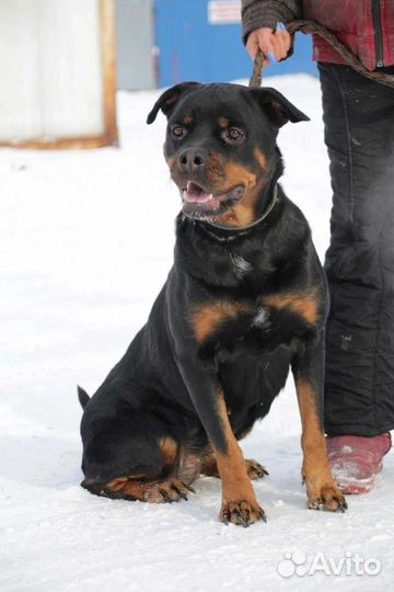 Ротвейлер в добрые руки