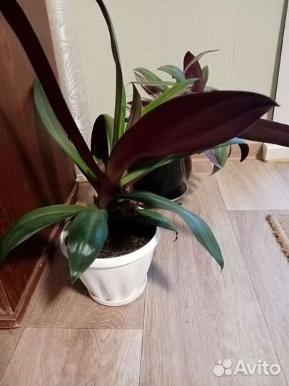 Традесканция рэо