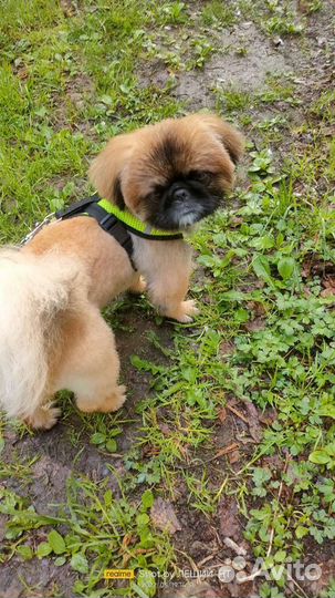 Вязка пекинес мальчик