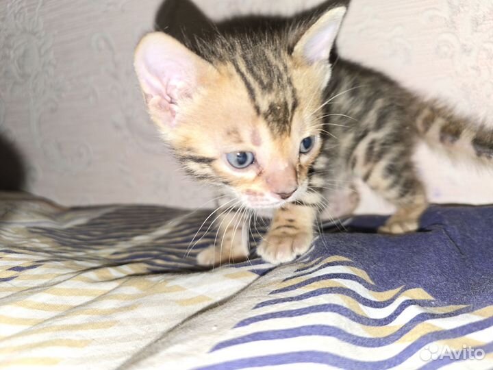Бенгальские котята