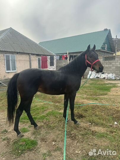 Английский жеребец