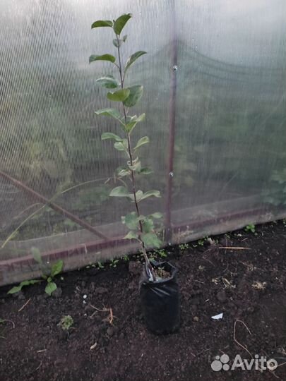 Саженцы яблони