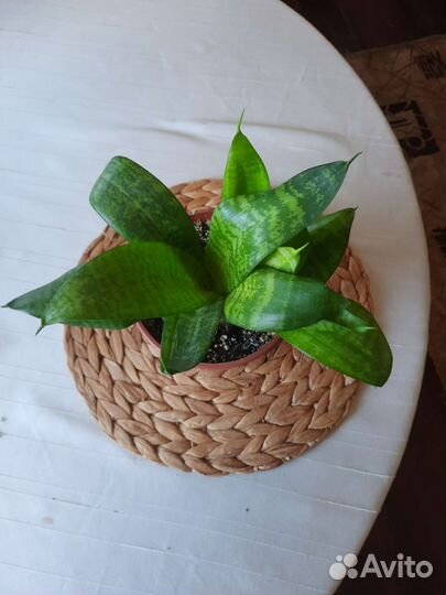 Сансивиерия