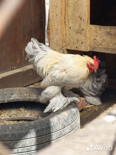 Декоративные петухи кохинхины не для еды