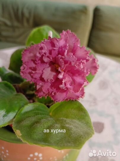 Цветущие фиалки