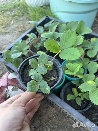 Рассада клубники