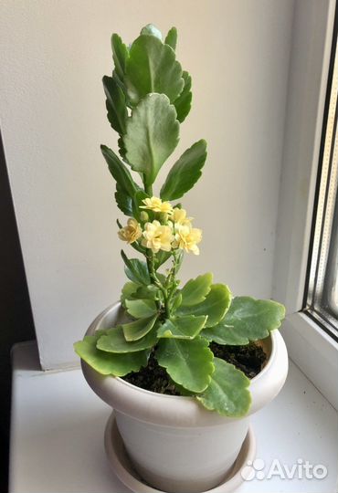 Каланхоэ цветущий