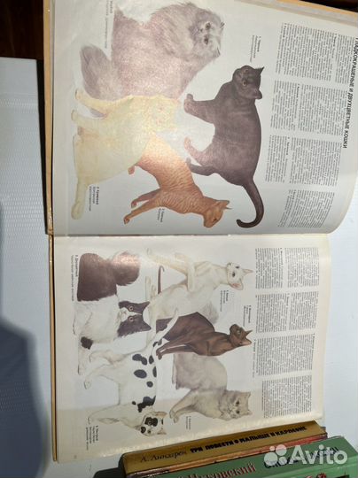 Книга о кошках