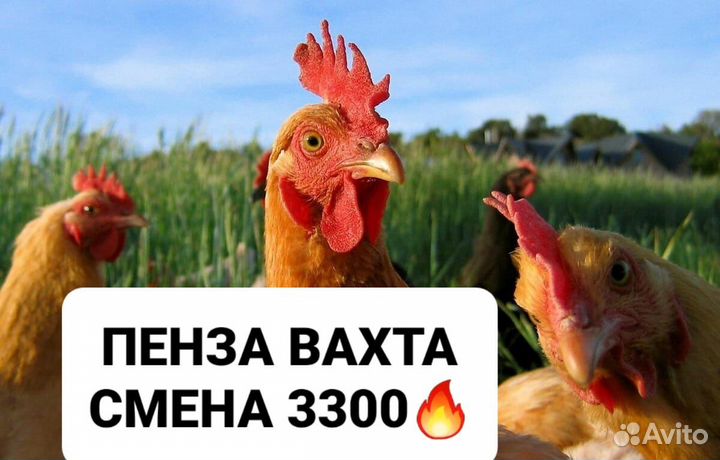 Упаковщики. Пензенская область.Питание/Проживание