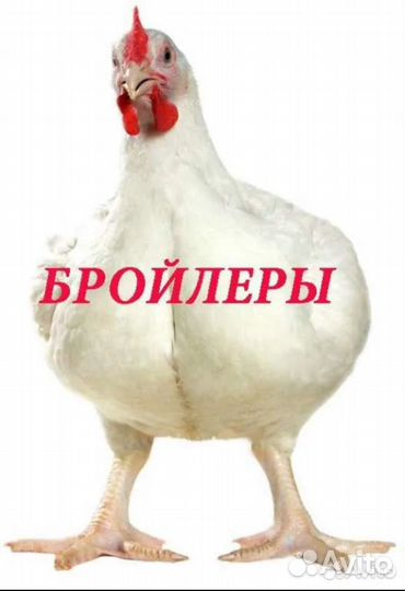 Бройлер суточный подрощенный