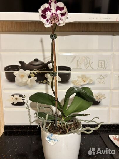 Орхидея фаленопсис
