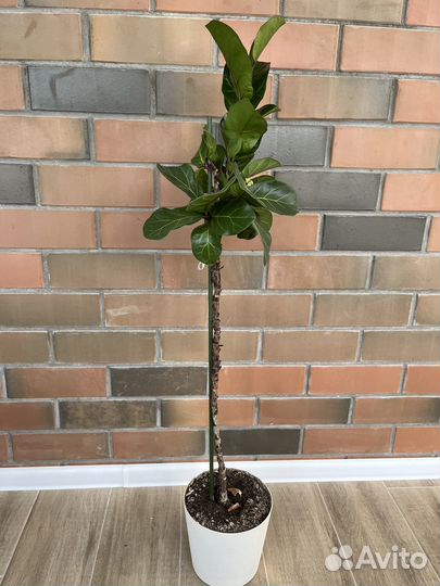 Фикус лирата