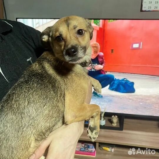 Мини собачка в добрые руки