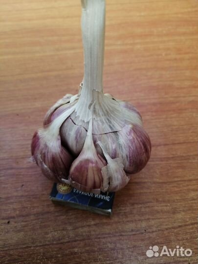 Чеснок озимый