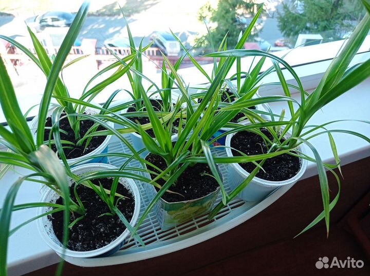 Панданус- винтовая пальма