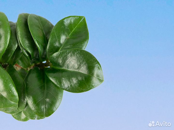 Замиокулкас Зензи 7/15